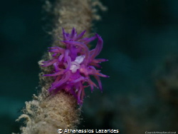 Flabellina affines with parasite by Athanassios Lazarides 